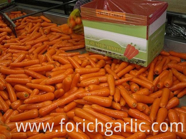 Fresh Carrot